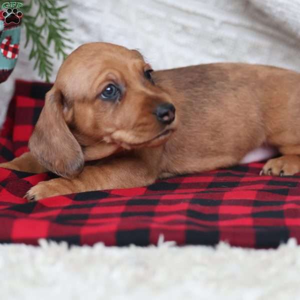 Rufus, Dachshund Puppy